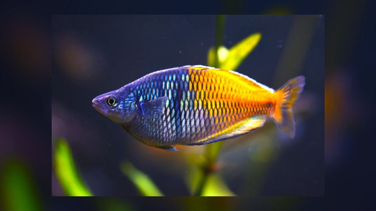 Top 10 Centerpiece Fish for Community Tanks 2027 — figure 9
