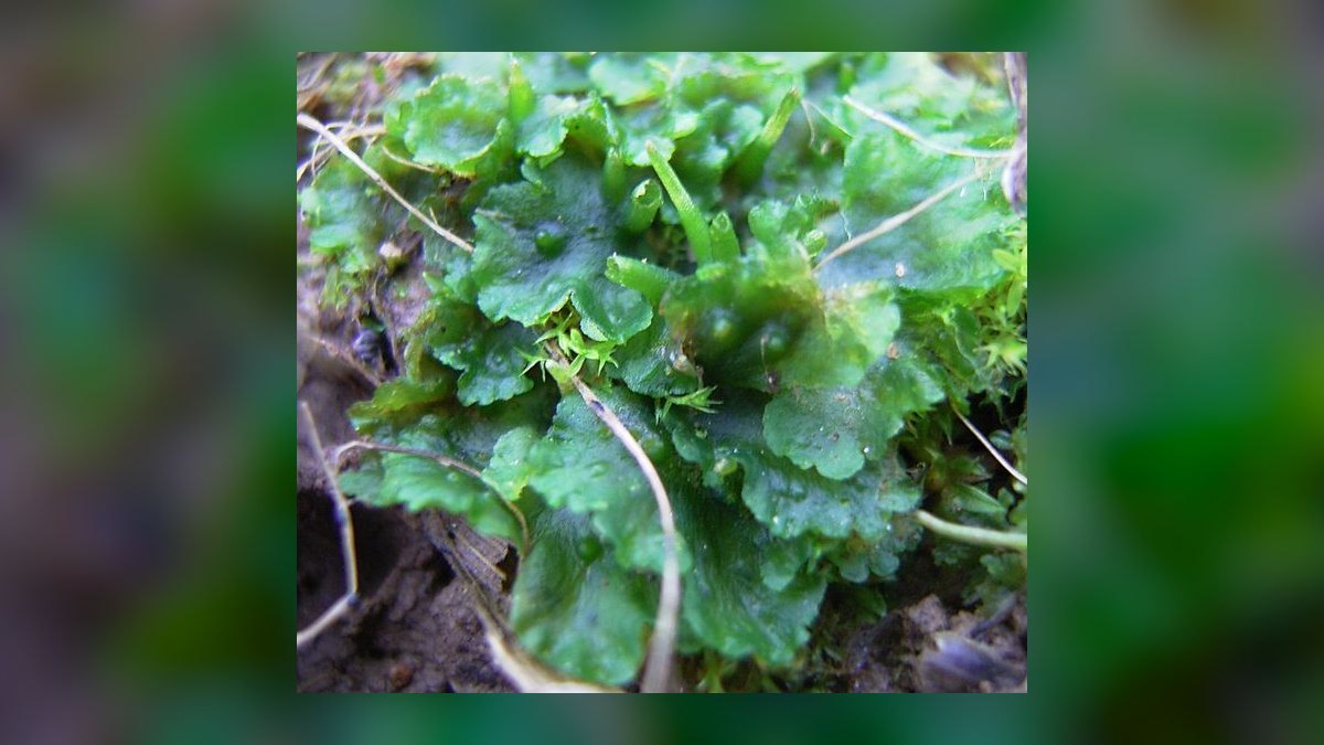 Top 10 Low-Light Aquarium Plants 2027 — figure 10