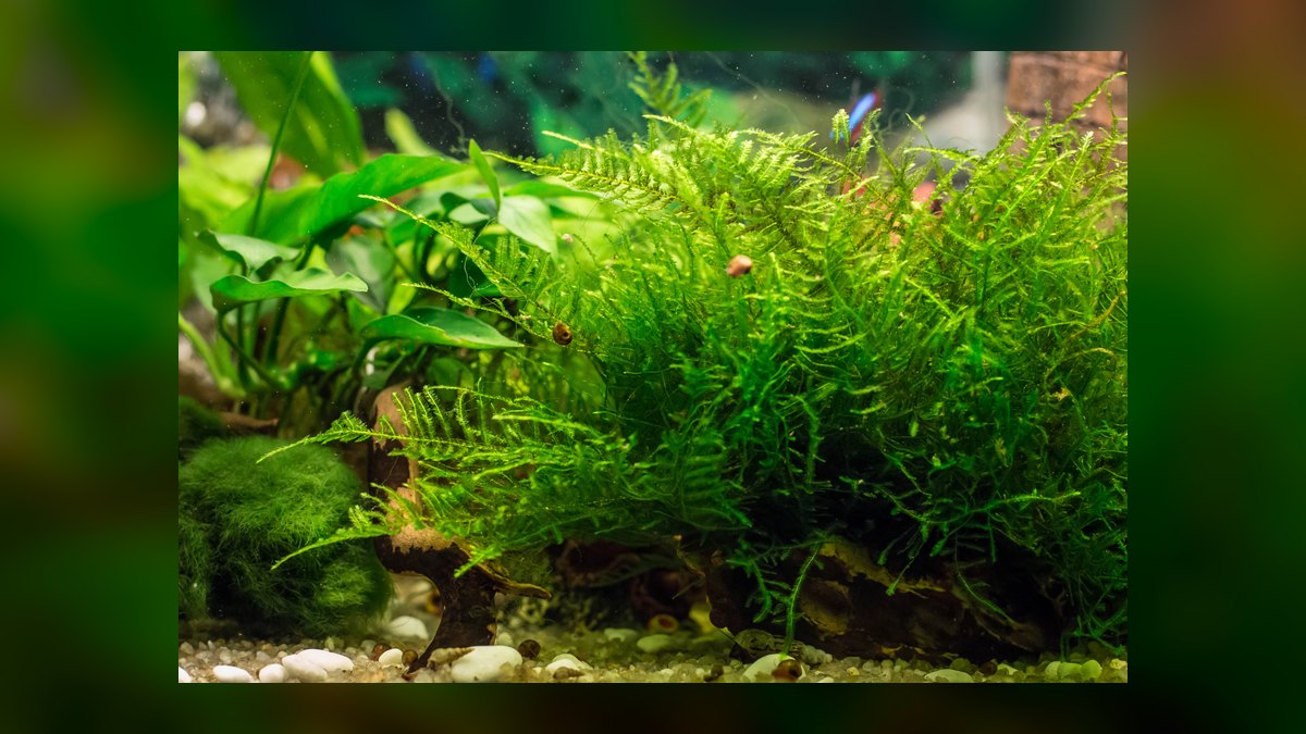 Top 10 Low-Light Aquarium Plants 2027 — figure 2