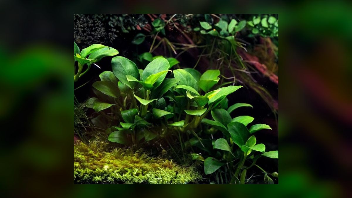 Top 10 Low-Light Aquarium Plants 2027 — figure 3