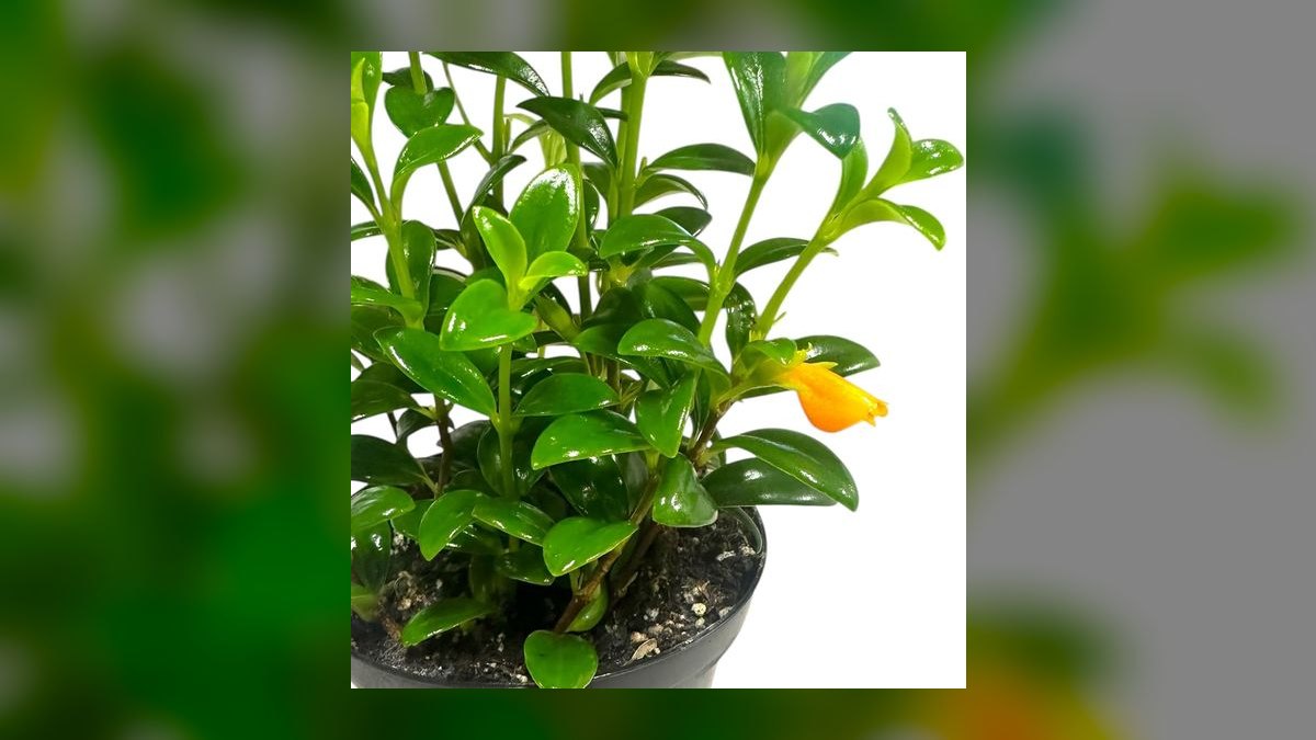 Top 10 Low-Light Aquarium Plants 2027 — figure 5