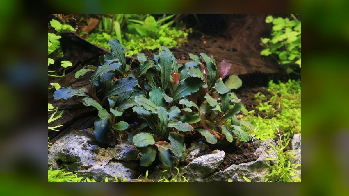 Top 10 Low-Light Aquarium Plants 2027 — figure 7