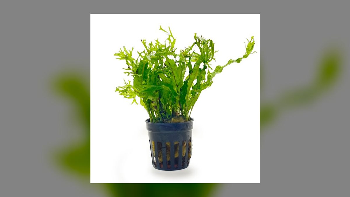 Top 10 Low-Light Aquarium Plants 2027