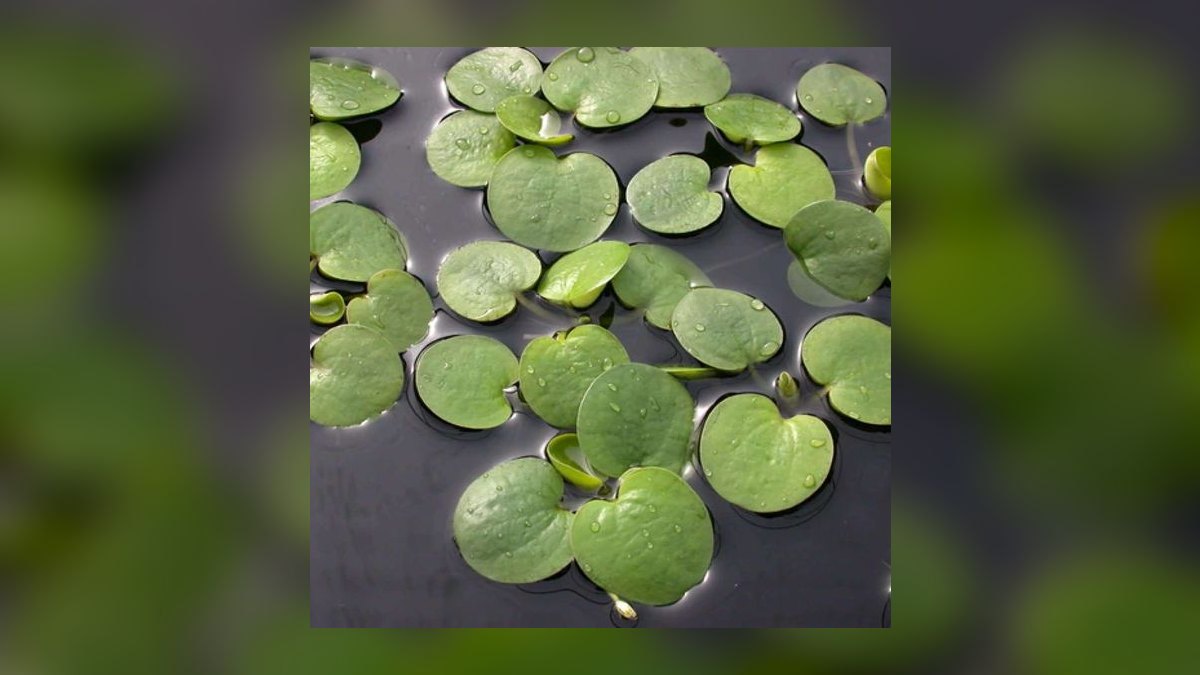 Top 10 Floating Aquarium Plants 2027 — figure 1
