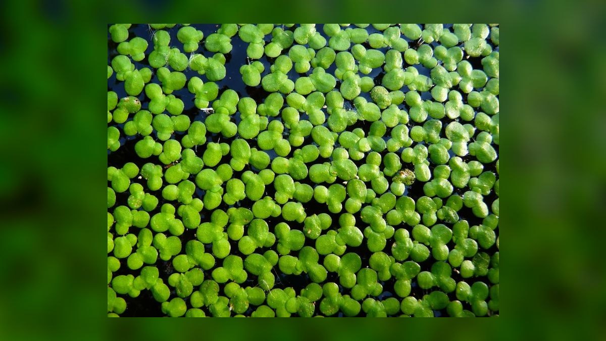 Top 10 Floating Aquarium Plants 2027 — figure 2