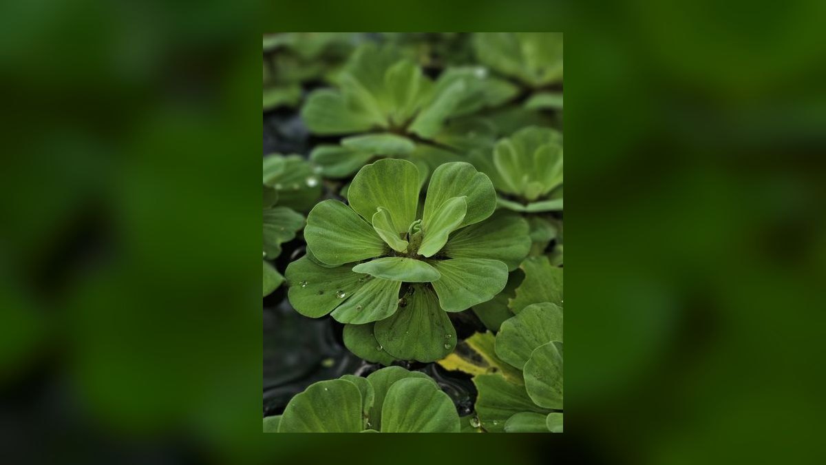 Top 10 Floating Aquarium Plants 2027 — figure 3