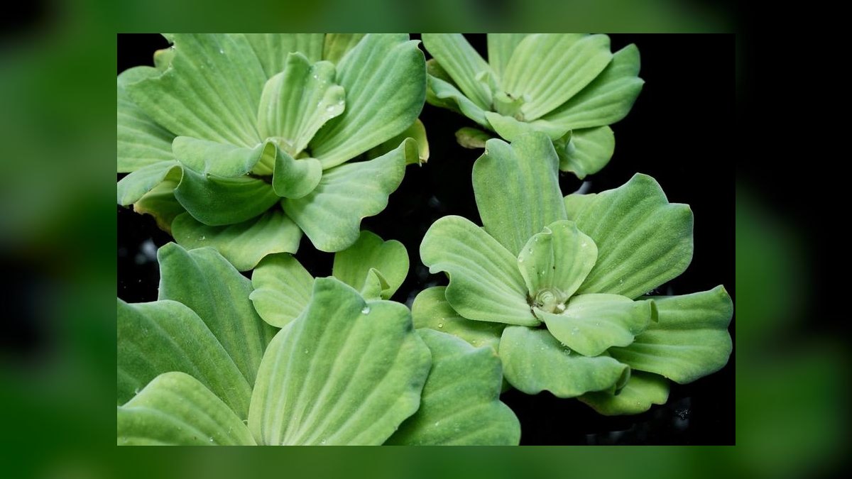 Top 10 Floating Aquarium Plants 2027 — figure 5