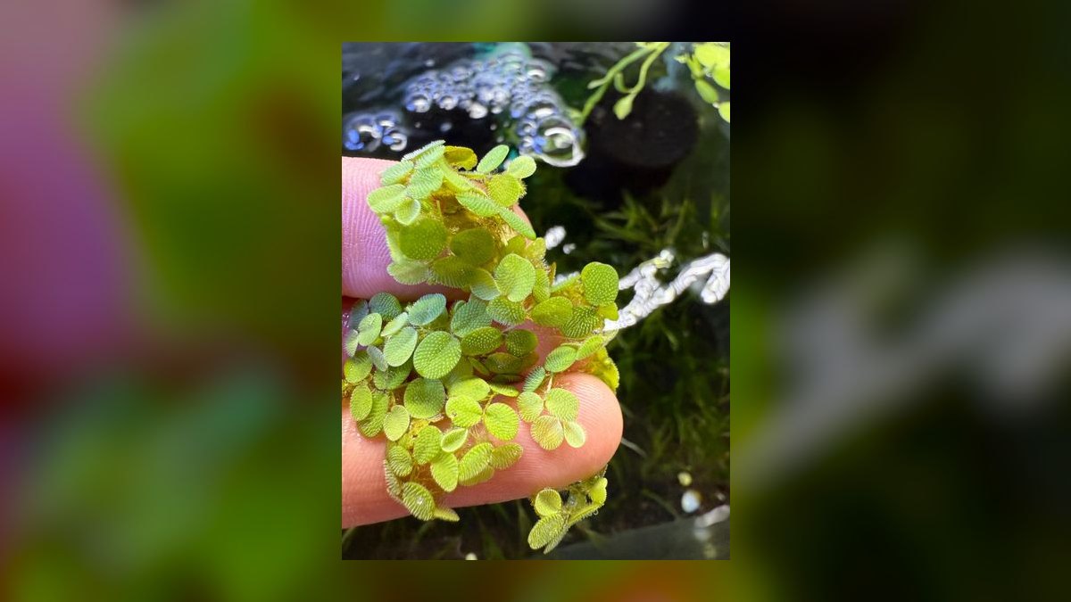 Top 10 Floating Aquarium Plants 2027 — figure 6