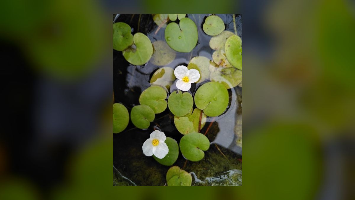 Top 10 Floating Aquarium Plants 2027 — figure 7