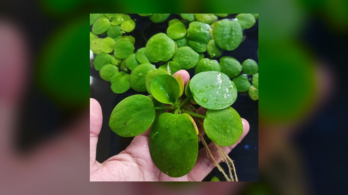 Top 10 Floating Aquarium Plants 2027