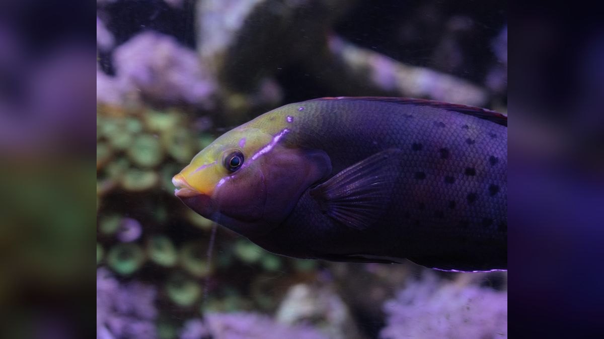 Top 10 Tropical Fish Foods 2027 — figure 3