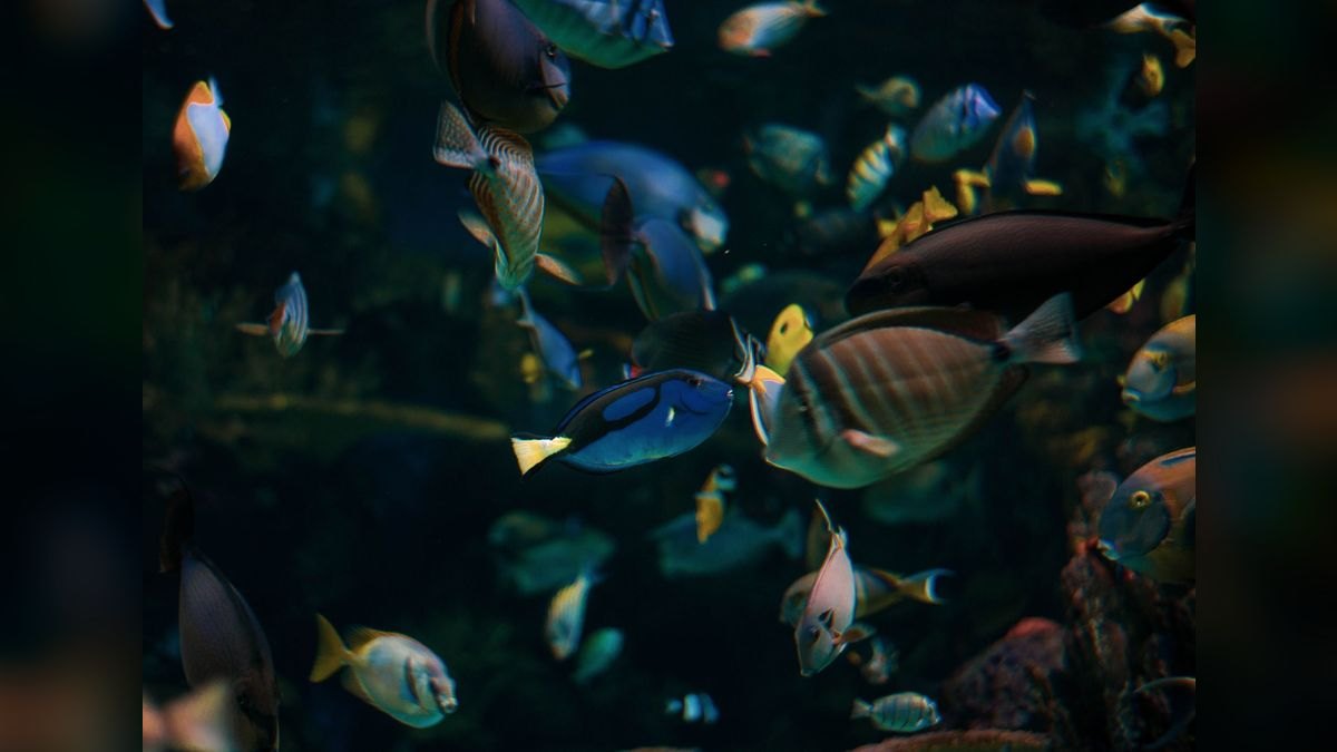 Top 10 Tropical Fish Foods 2027