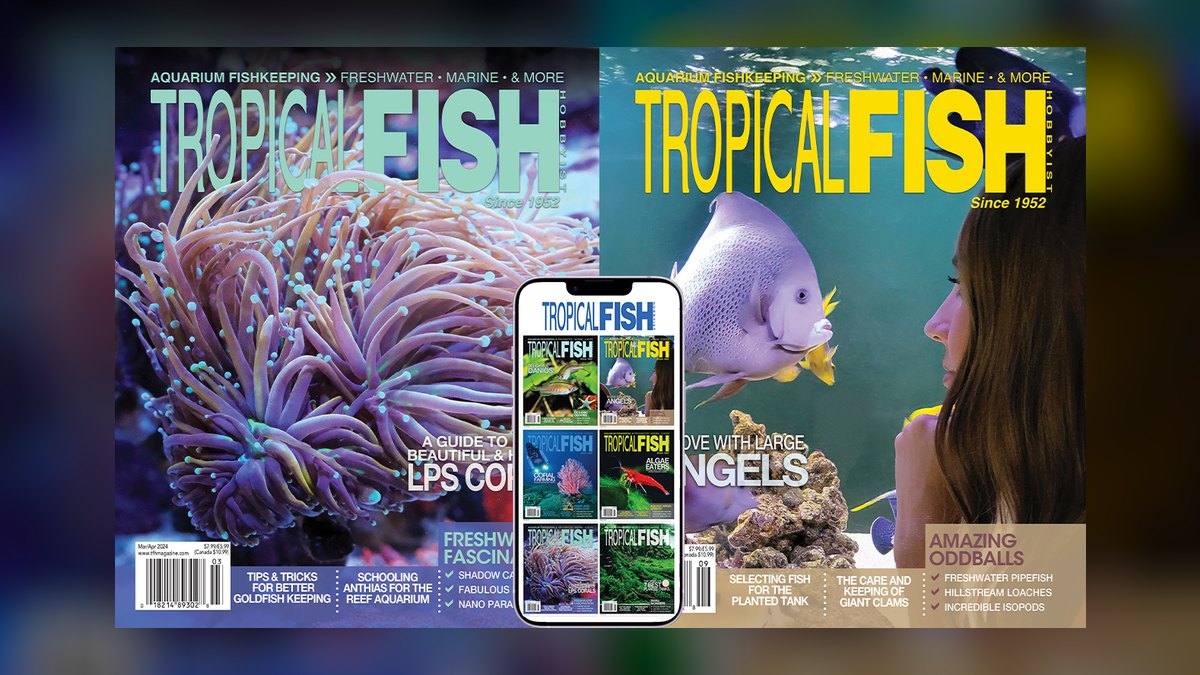 Top 10 Tropical Fish Foods 2027