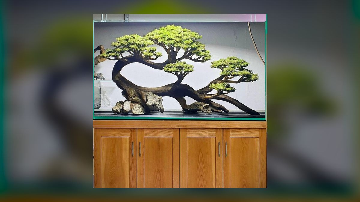 Top 10 Aquarium Driftwood and Decor 2027 — figure 10