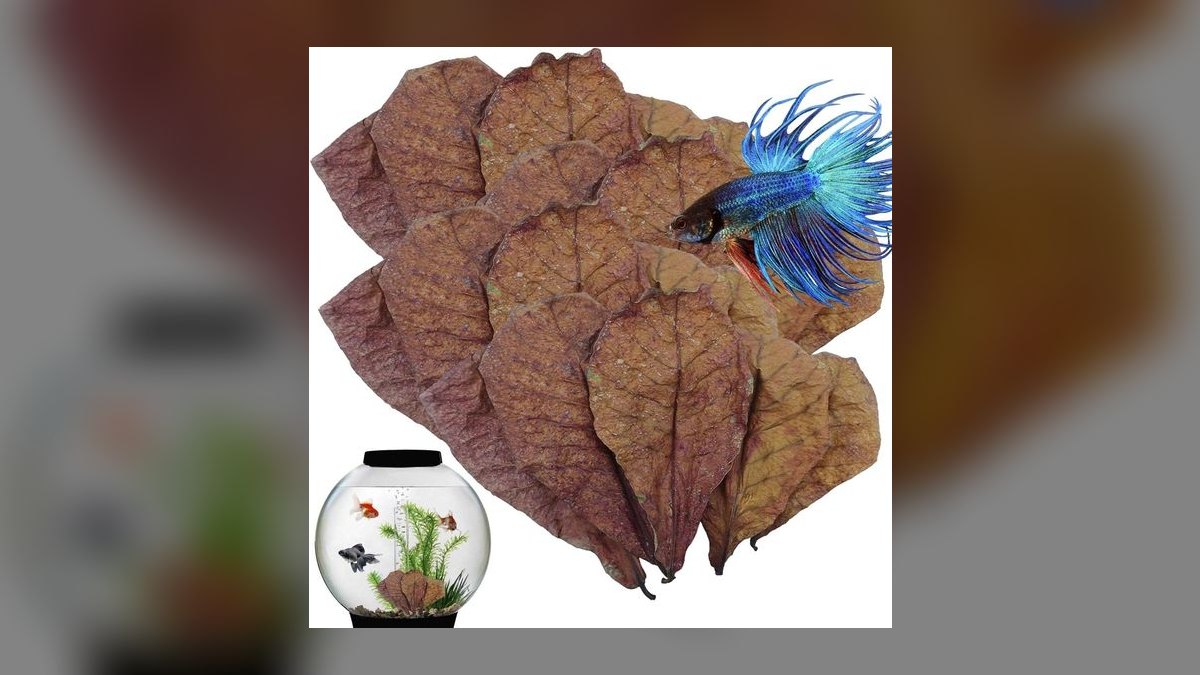 Top 10 Aquarium Driftwood and Decor 2027 — figure 2