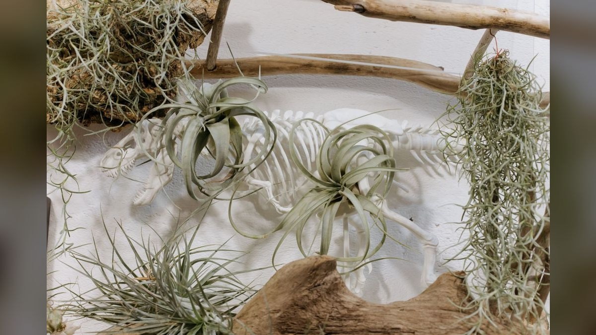 Top 10 Aquarium Driftwood and Decor 2027