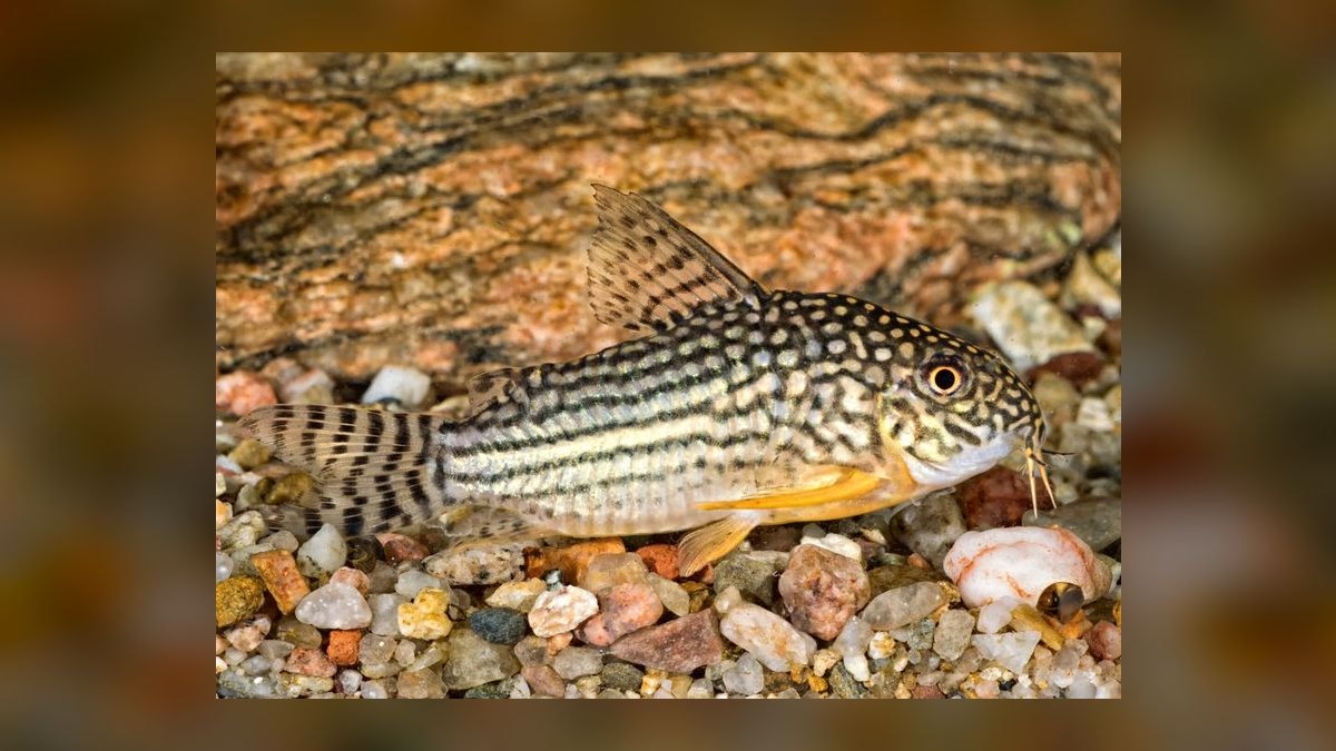 Top 10 aquarium fish for beginners 2027 — figure 4