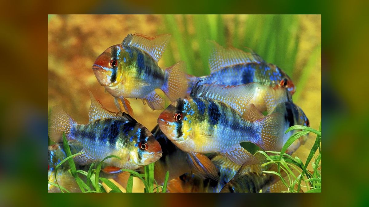 Top 10 aquarium fish for beginners 2027 — figure 5