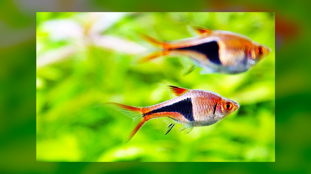 Top 10 aquarium fish for beginners 2027 — figure 8