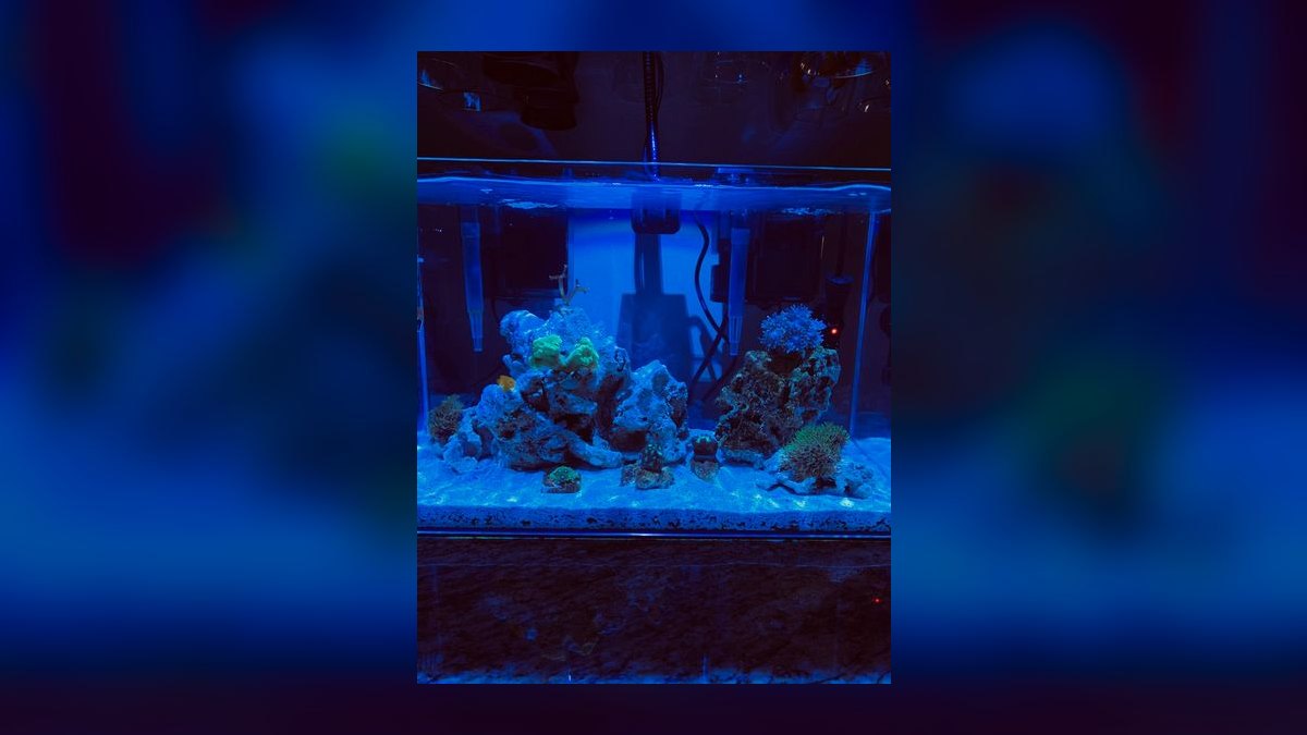 Top 10 aquarium tanks under 20 gallons 2027 — figure 5