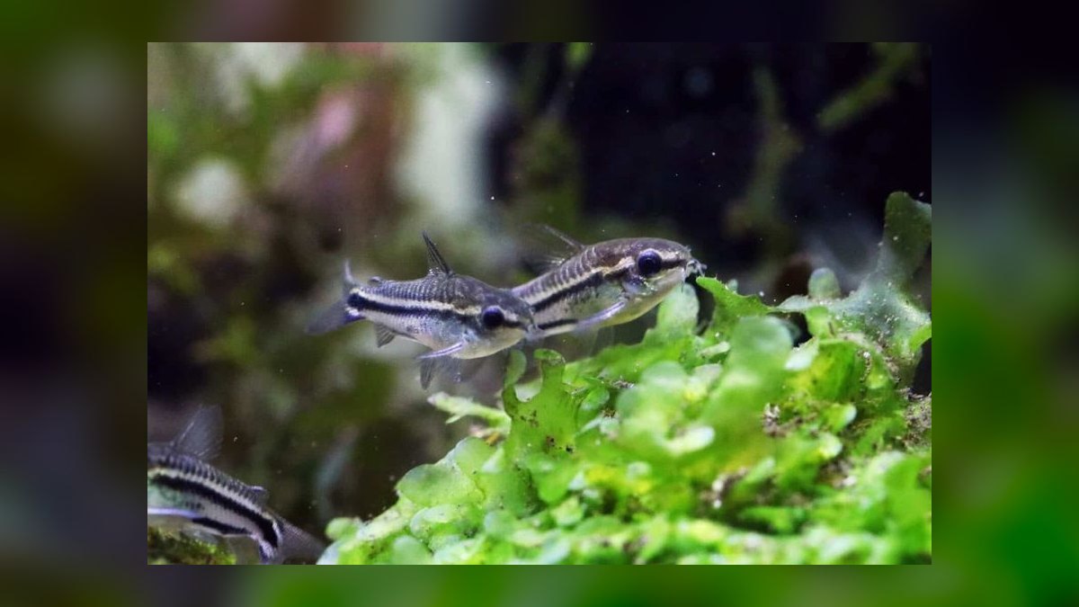 Top 10 best schooling fish 2027 — figure 4