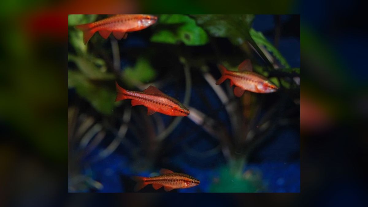 Top 10 best schooling fish 2027 — figure 7