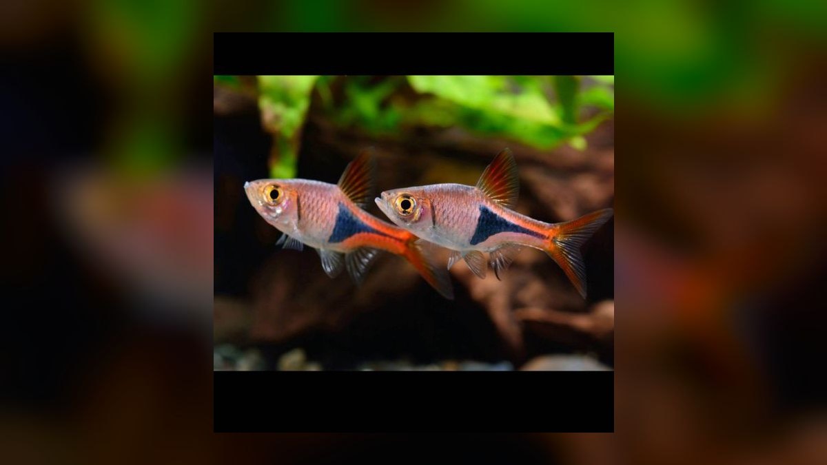 Top 10 best schooling fish 2027 — figure 8