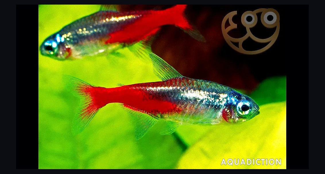 Top 10 peaceful community fish 2027