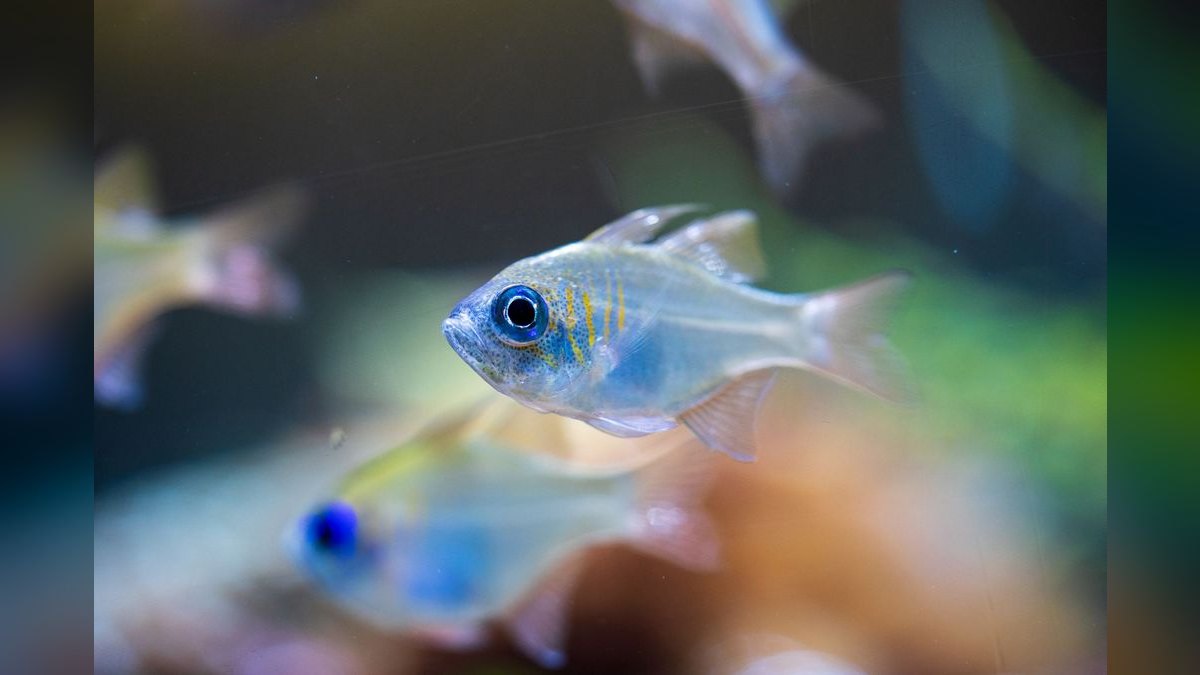Top 10 saltwater starter fish 2027 — figure 2