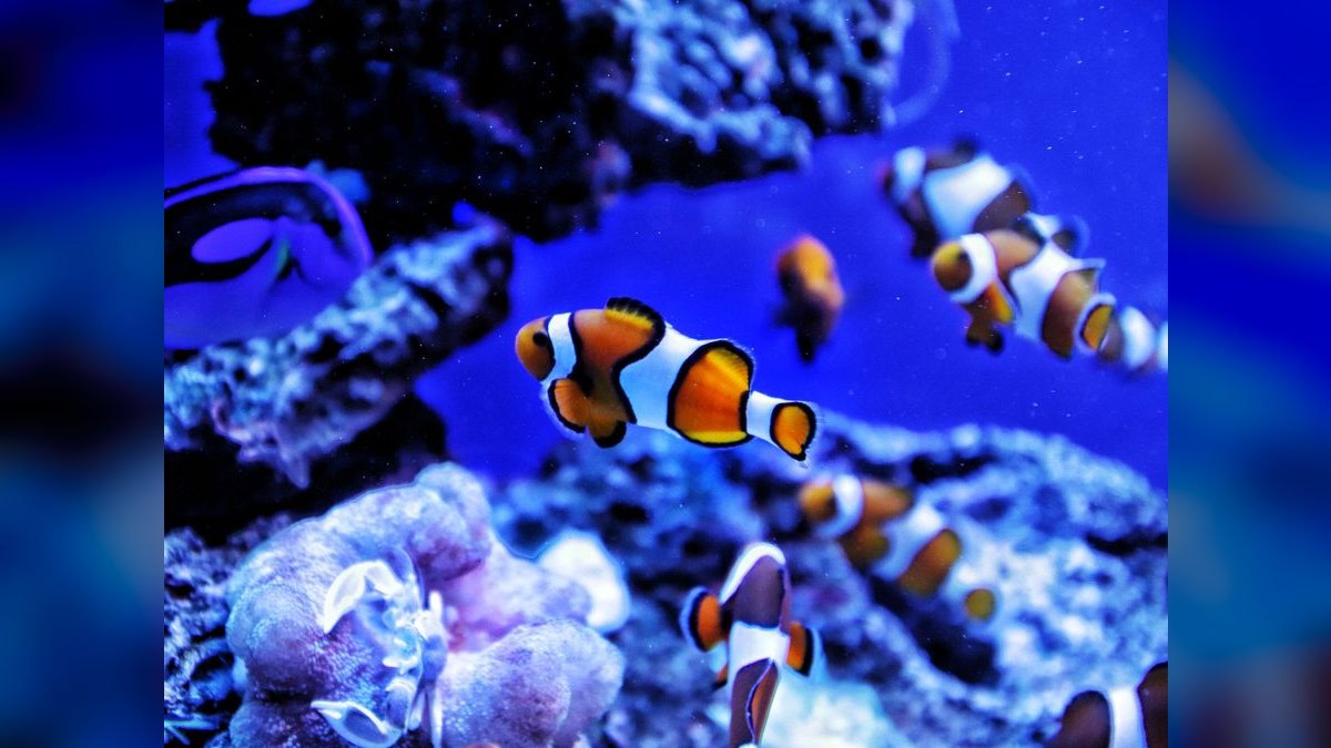 Top 10 saltwater starter fish 2027 — figure 6