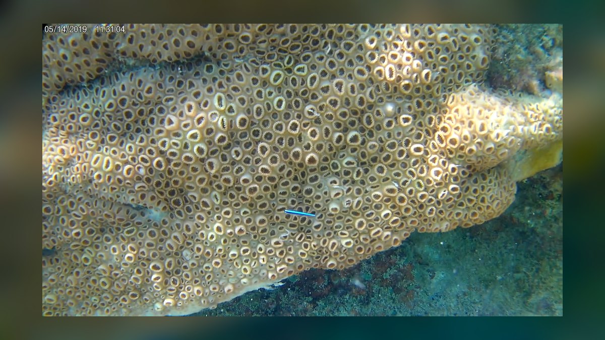 Top 10 saltwater starter fish 2027 — figure 8