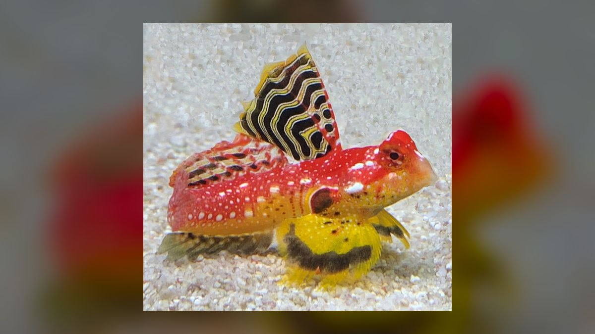 Top 10 saltwater starter fish 2027 — figure 9