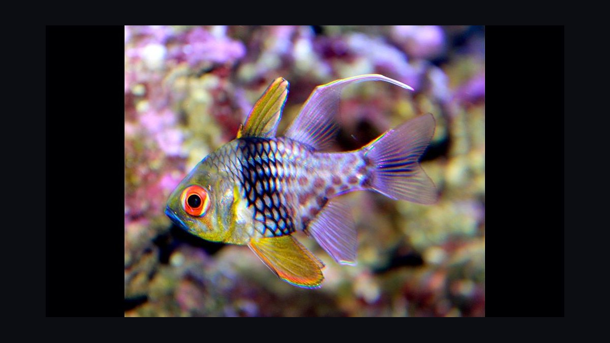 Top 10 saltwater starter fish 2027