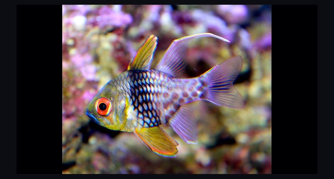 Top 10 saltwater starter fish 2027