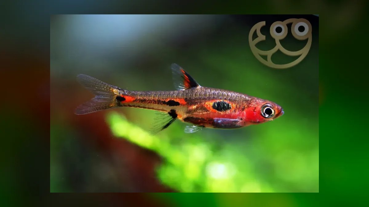 Top 10 nano tank stocking ideas 2027 — figure 2
