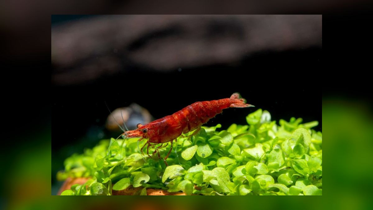 Top 10 nano tank stocking ideas 2027 — figure 3