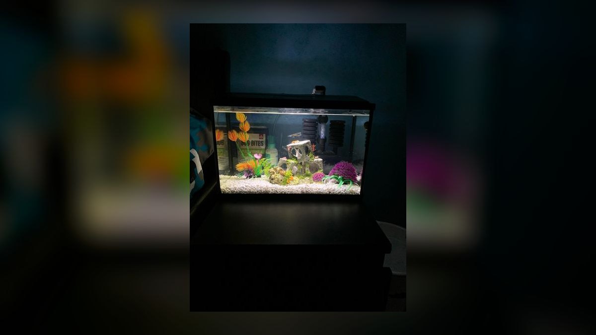 Top 10 nano tank stocking ideas 2027 — figure 4