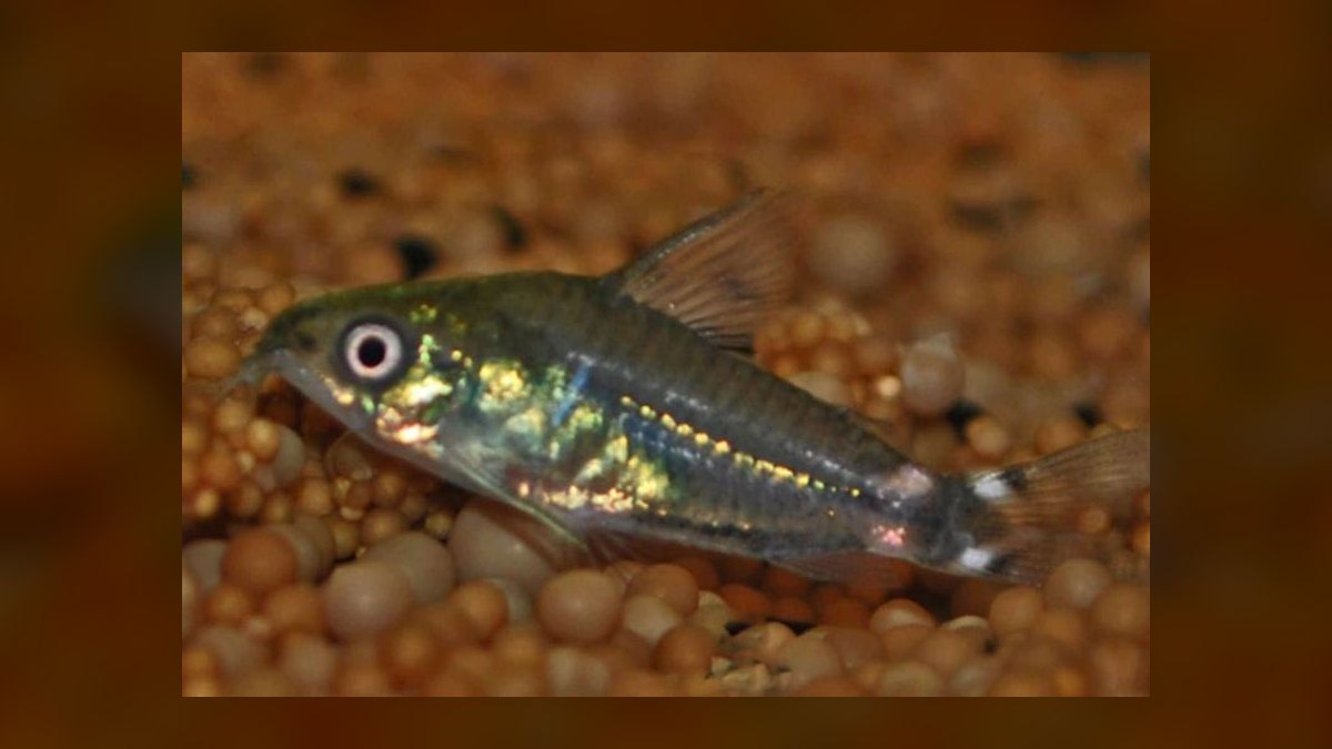 Top 10 nano tank stocking ideas 2027 — figure 5