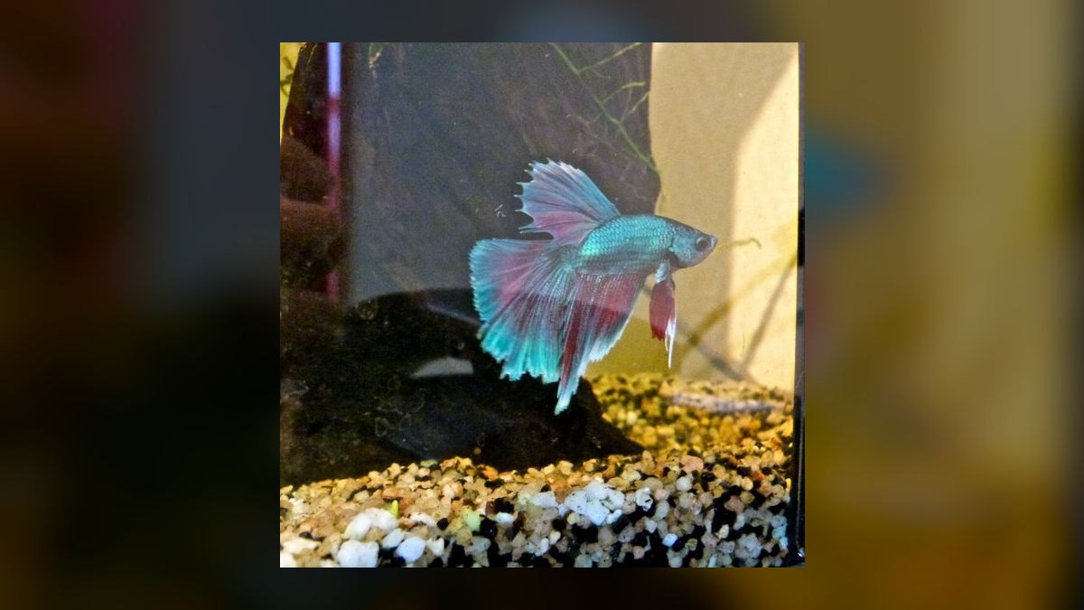Top 10 nano tank stocking ideas 2027 — figure 7