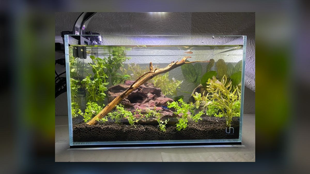 Top 10 nano tank stocking ideas 2027 — figure 9
