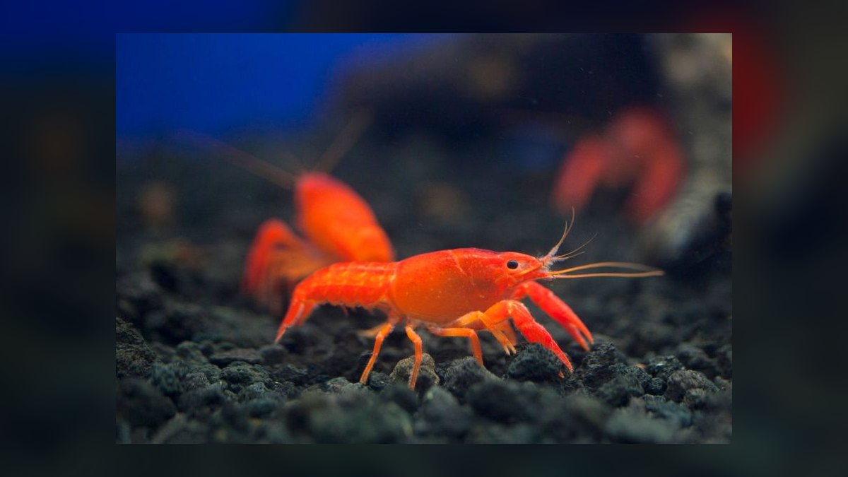 Top 10 aquarium substrate options 2027 — figure 1