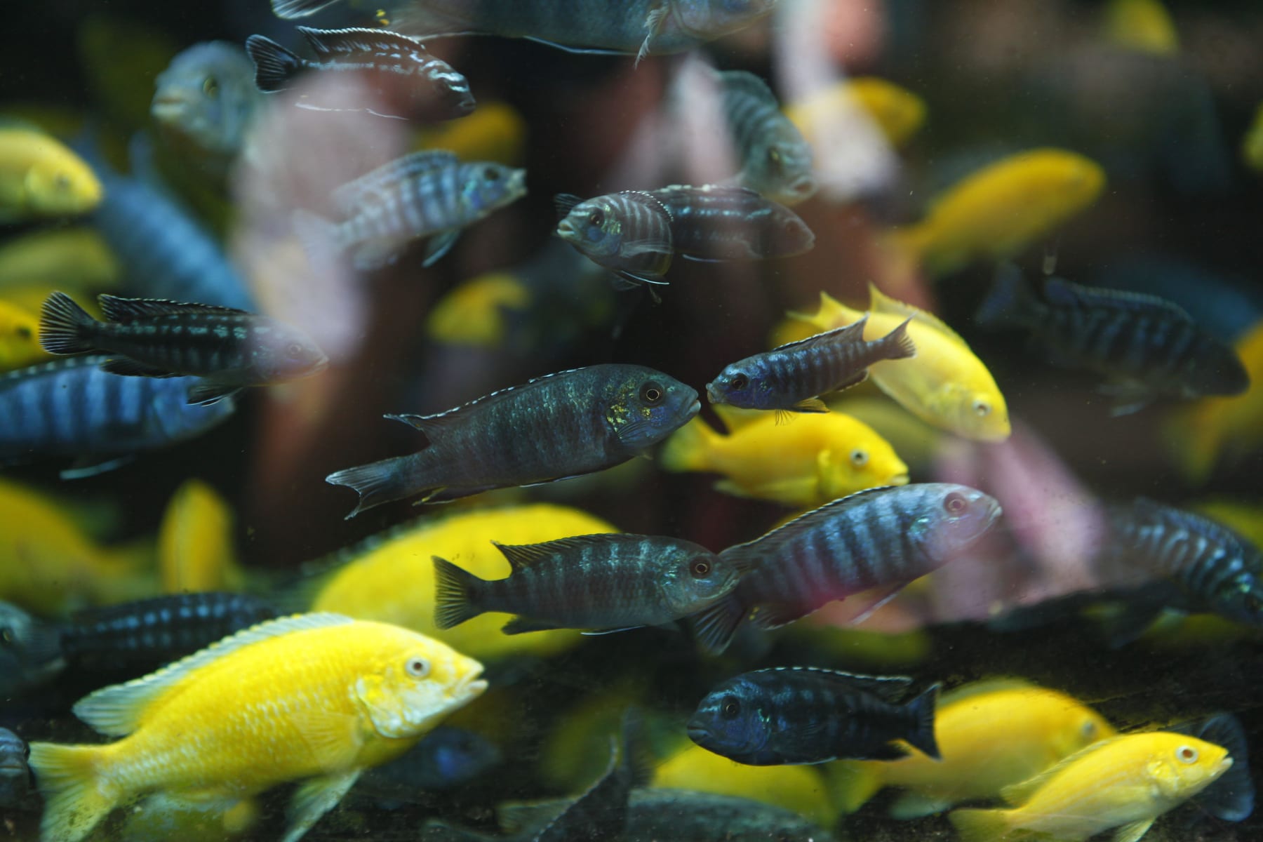 Top 10 aquarium substrate options 2027 — figure 10