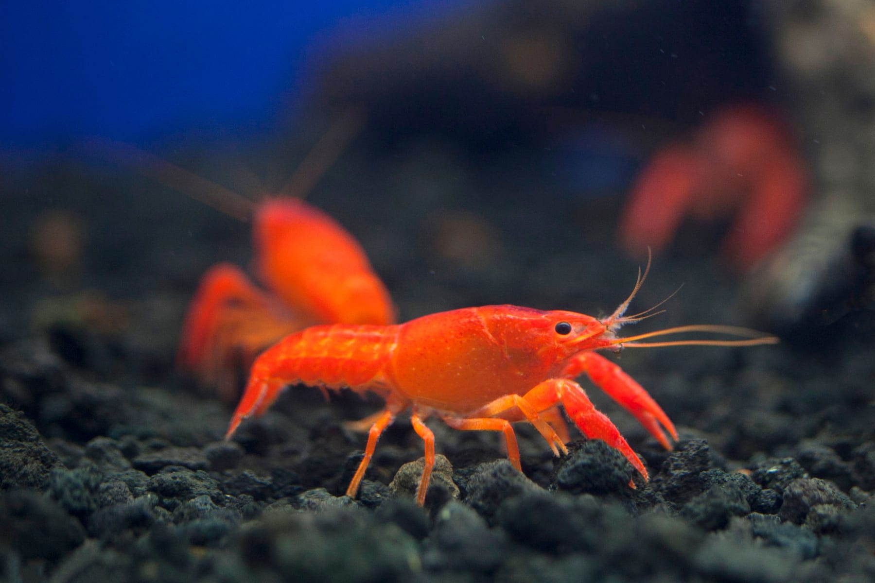 Top 10 aquarium substrate options 2027 — figure 7