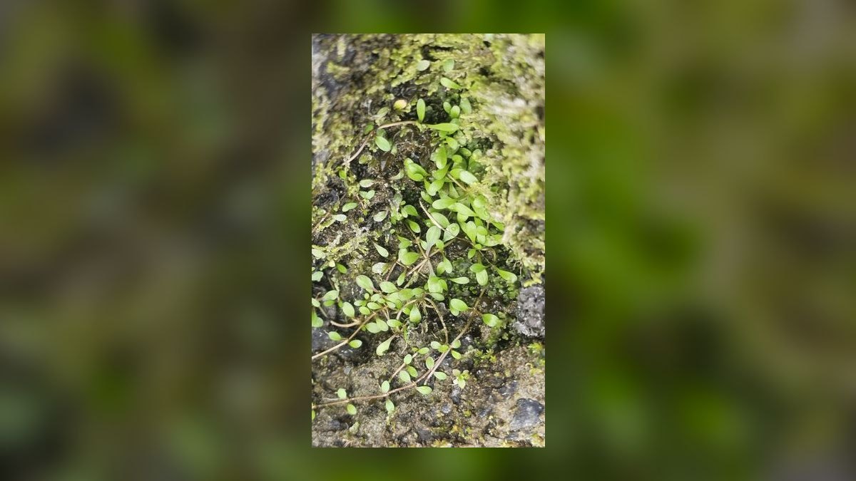 Top 10 easy carpeting plants 2027 — figure 1