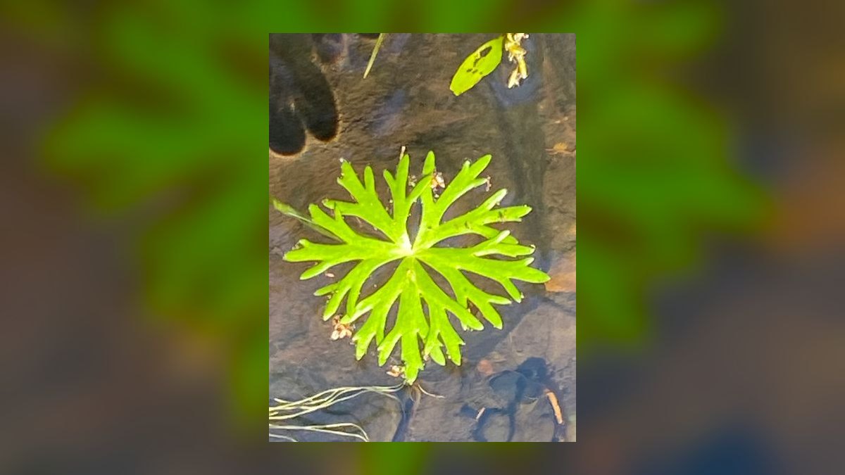 Top 10 easy carpeting plants 2027 — figure 10