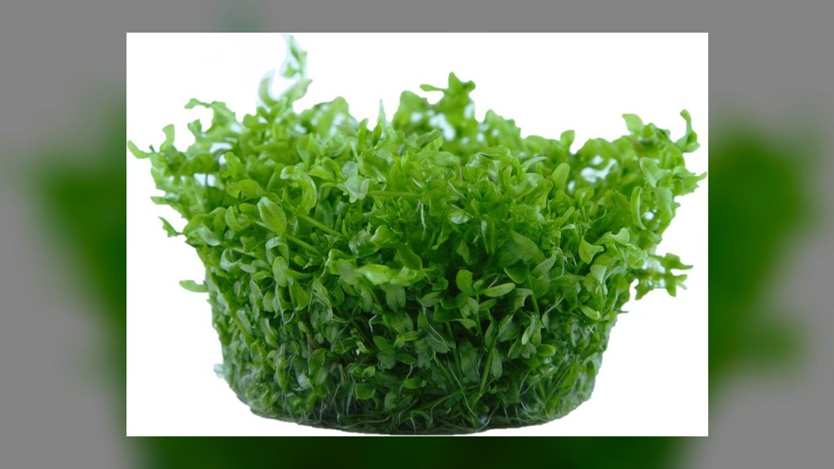 Top 10 easy carpeting plants 2027 — figure 4
