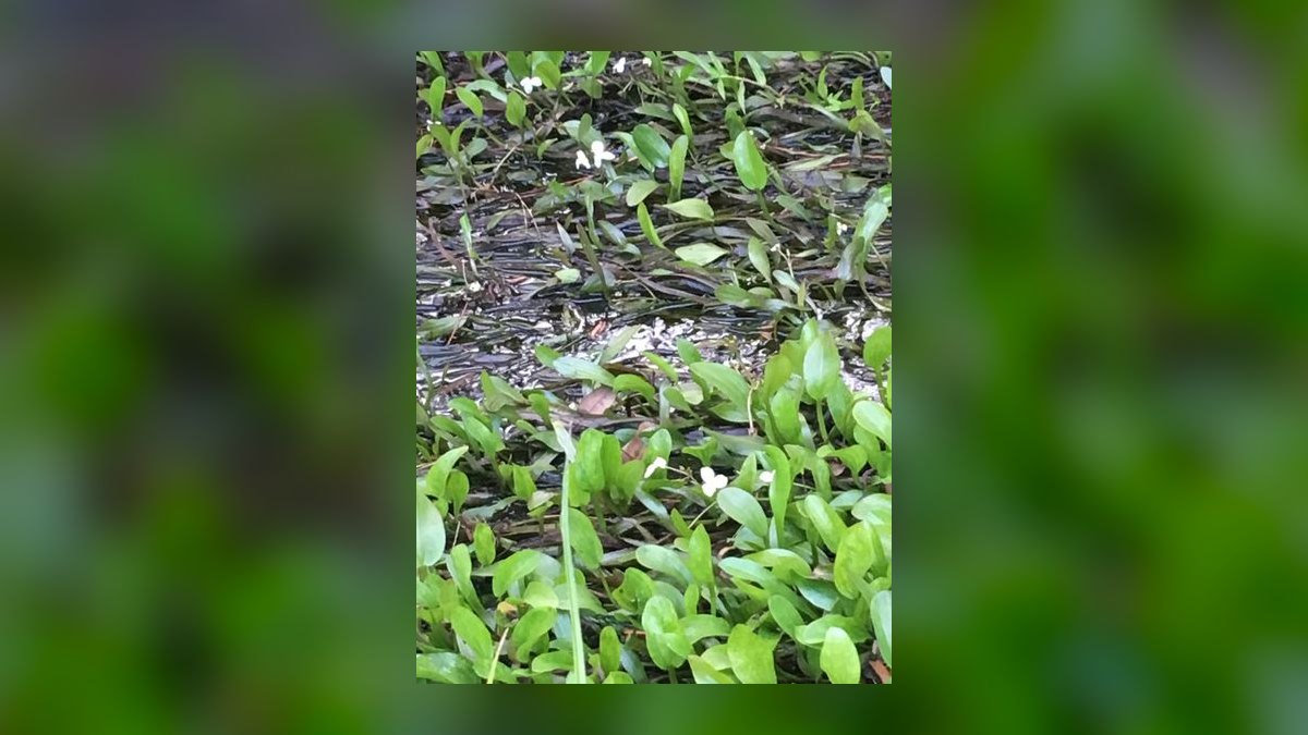 Top 10 easy carpeting plants 2027 — figure 7