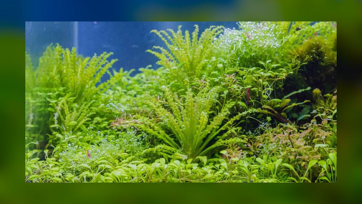 Top 10 easy carpeting plants 2027 — figure 8