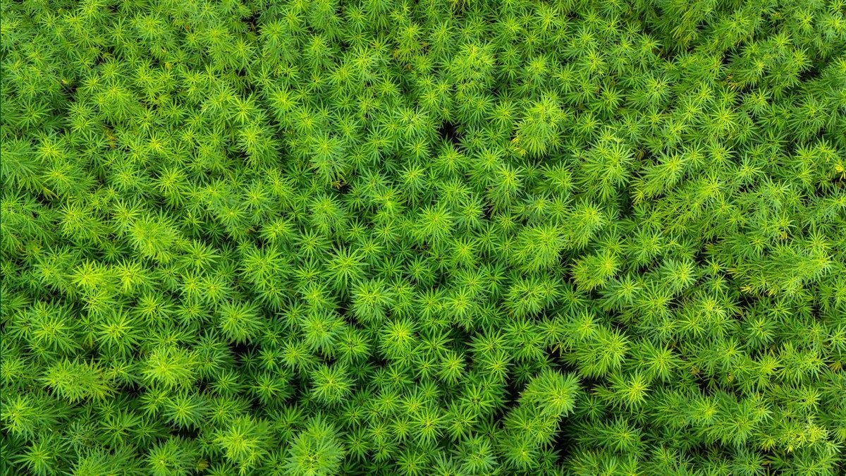 Top 10 easy carpeting plants 2027