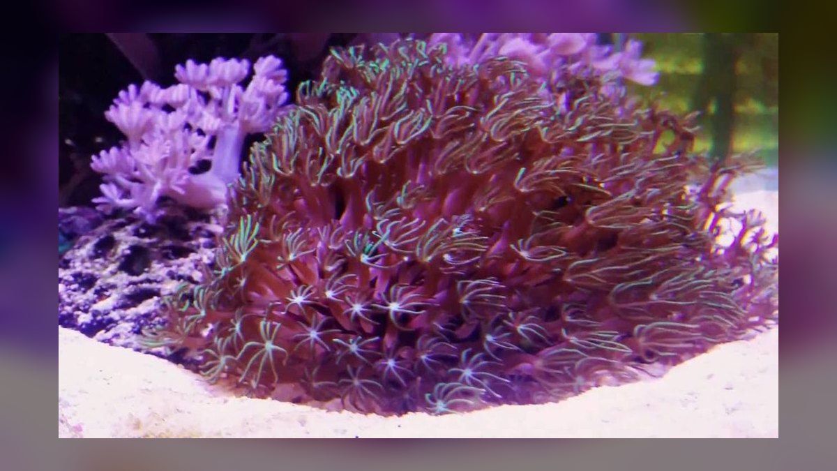 Top 10 reef tank starter corals 2027 — figure 1